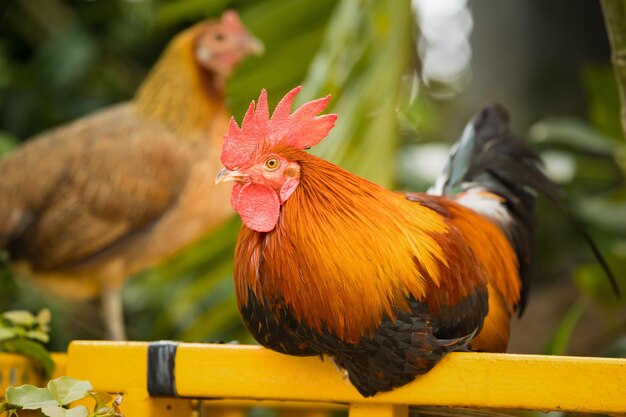 Close-up of rooster