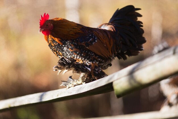 Foto prossimo piano del gallo