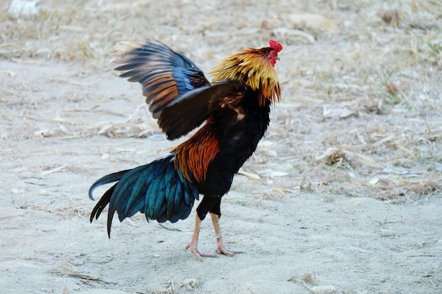 Photo close-up of rooster