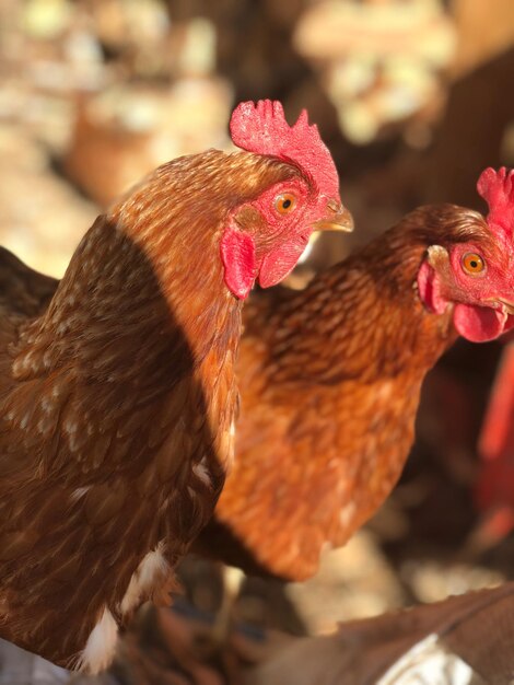 Photo close-up of rooster