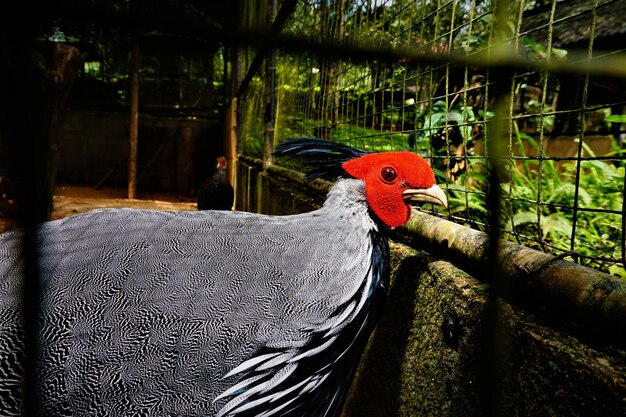 Photo close-up of rooster