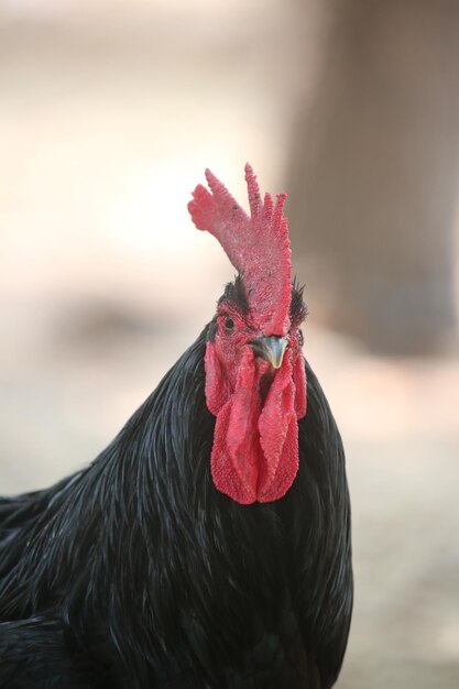 Close-up of rooster