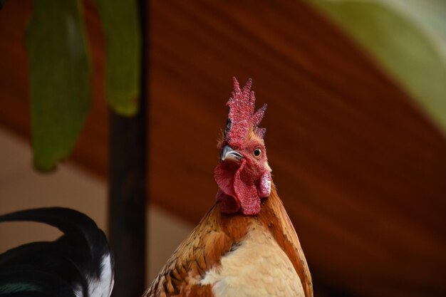 Foto prossimo piano del gallo