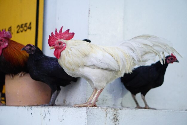 Foto prossimo piano del gallo