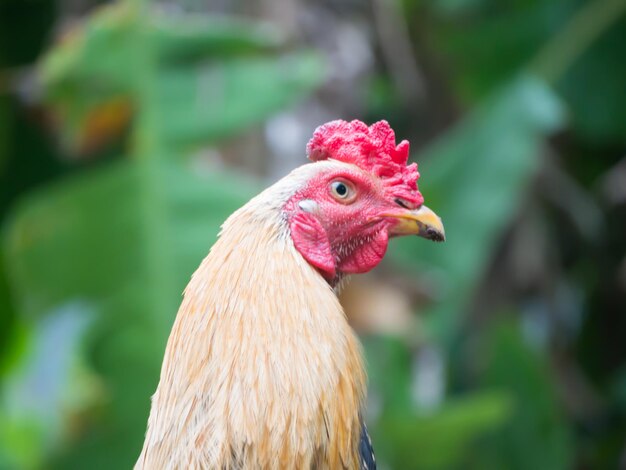 Close-up of rooster