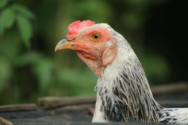 Foto prossimo piano del gallo