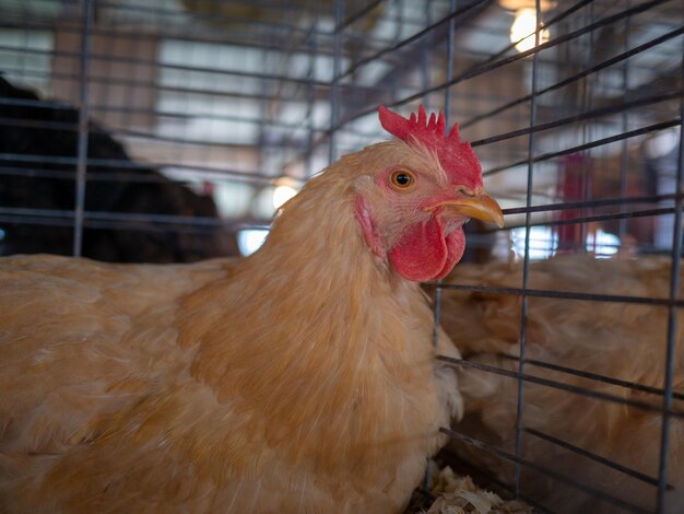 Foto prossimo piano del gallo.