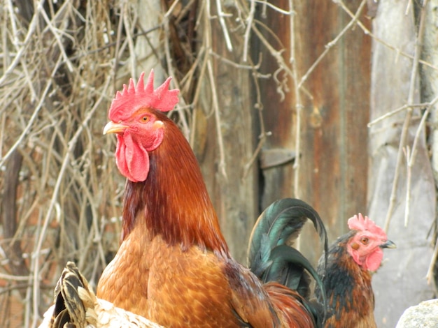 Close-up of roosters