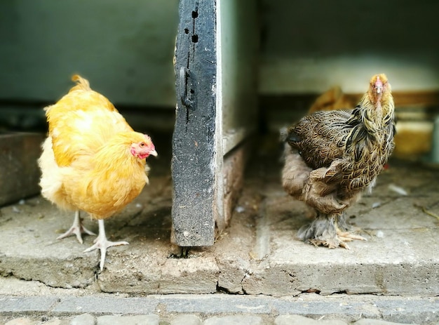 Close-up of roosters