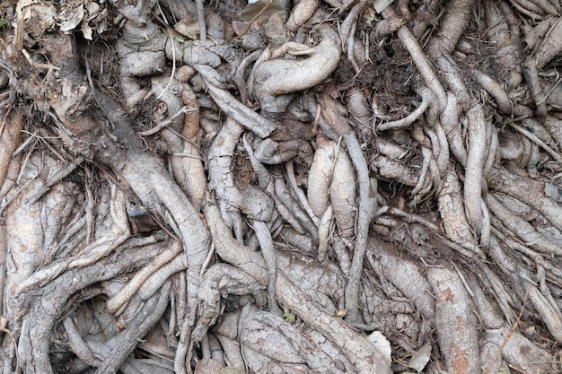 Close up root tree