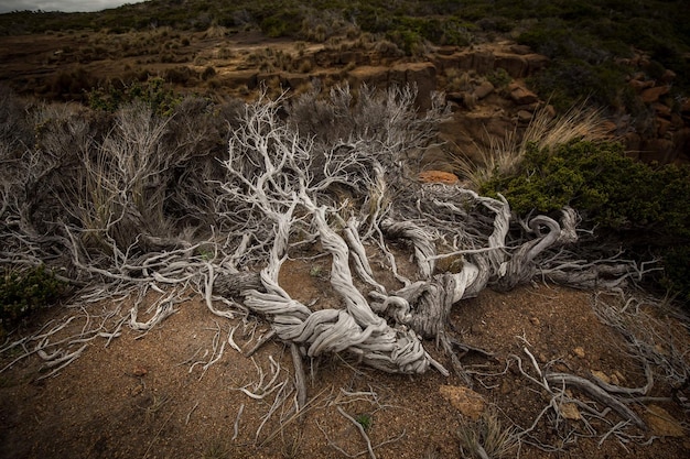 Photo close-up of roots on field