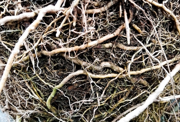 A close up of roots of a tree