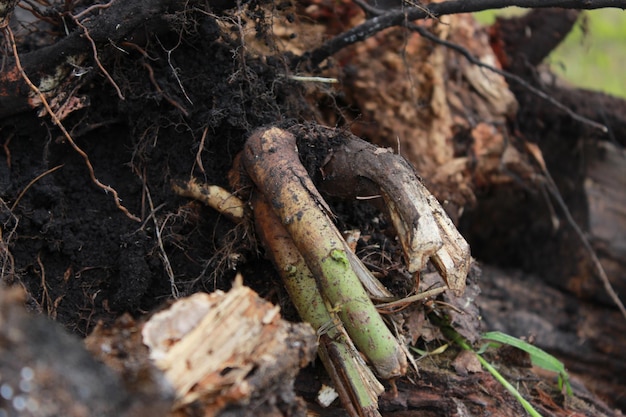 Photo close-up of roots