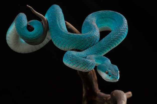 close-up of rope against black background