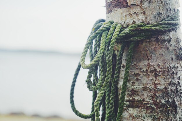 Photo close-up of rope tied on tree trunk