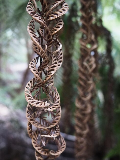 Foto close-up di una corda legata ad un albero