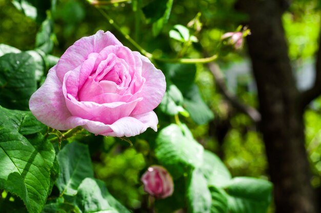 Primo piano di rosa centifolia