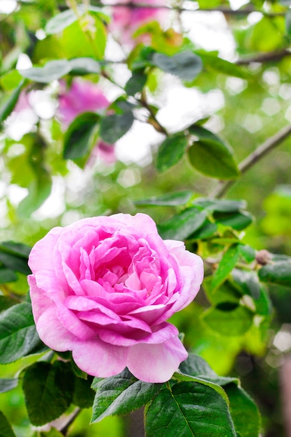 Close-up of Rosa Centifolia