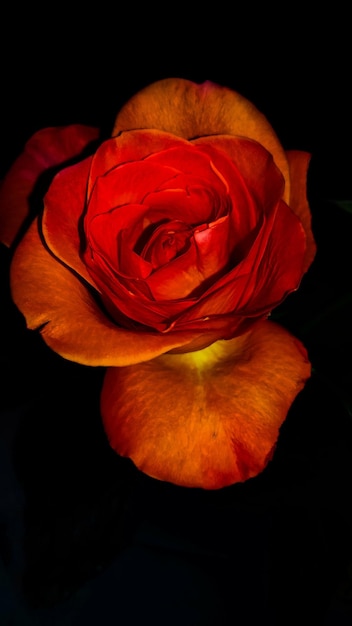 Close-up of rose against black background