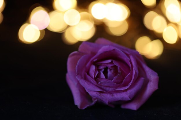 Foto close-up di una rosa sullo sfondo nero