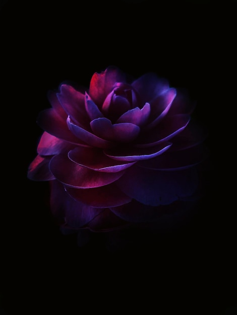 Foto close-up di una rosa su sfondo nero