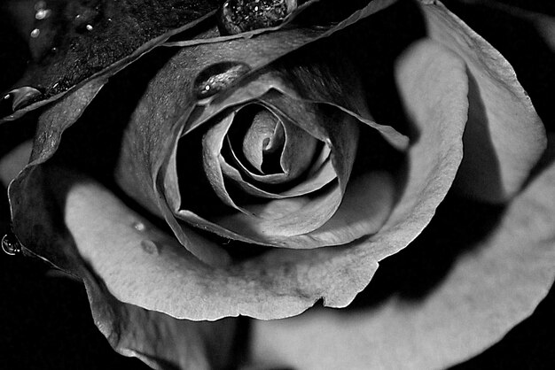 Photo close-up of rose against black background