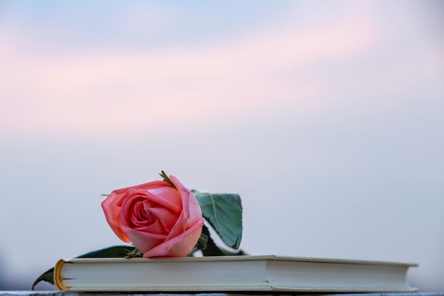 Foto close-up di una rosa contro il cielo blu