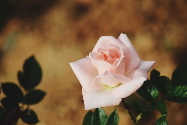 Foto close-up di una rosa sullo sfondo sfocato