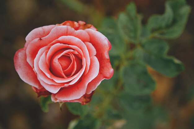 Foto close-up di una rosa sullo sfondo sfocato