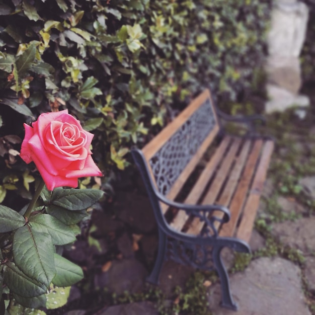 Foto prossimo piano di una rosa contro le piante