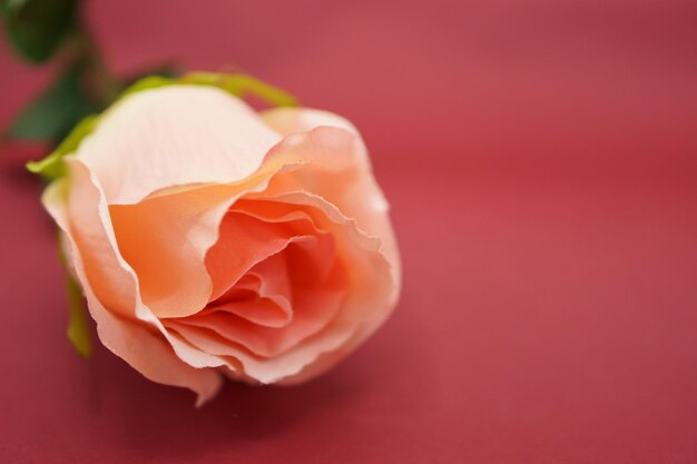 Close-up of rose against red background