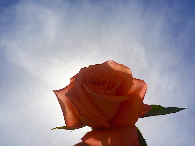 Close-up of rose against the sky