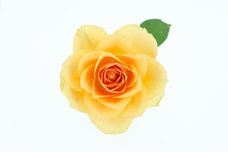 Photo close-up of rose against white background