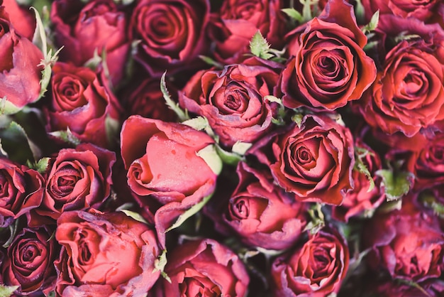 Close up rose background flowers romantic love valentine day concept. Multicolored flowers Bloom Natural fresh red roses flower bouquet