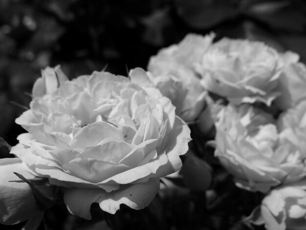 Photo close-up of rose blooming outdoors