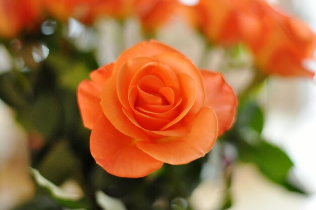 Close-up of rose blooming outdoors