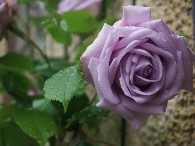 Close-up of rose blooming outdoors