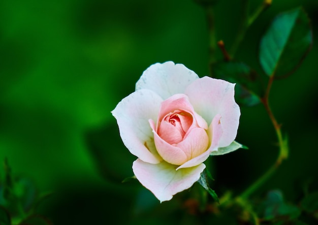 Foto close-up di una rosa in fiore all'aperto