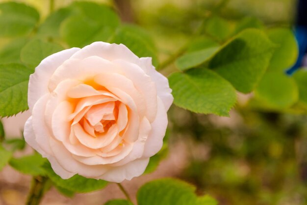 Foto close-up di una rosa in fiore all'aperto