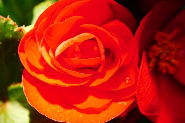 Close-up of rose blooming outdoors