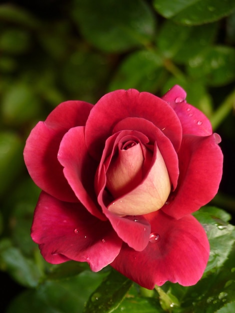 Foto close-up di una rosa in fiore all'aperto