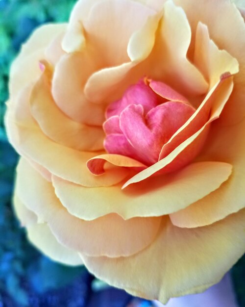 Close-up of rose blooming outdoors