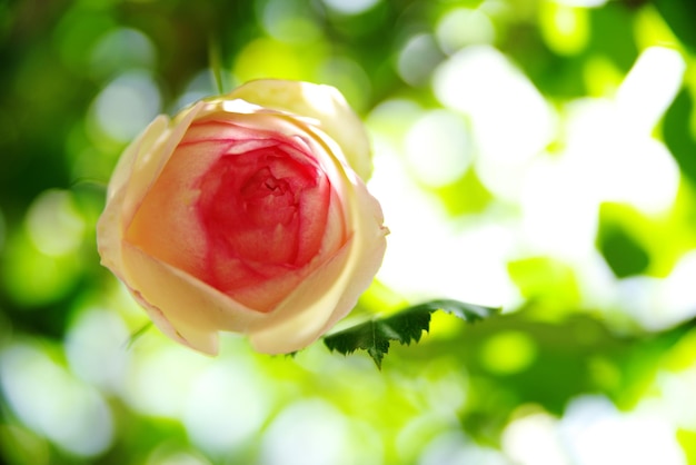 Foto close-up di una rosa in fiore all'aperto