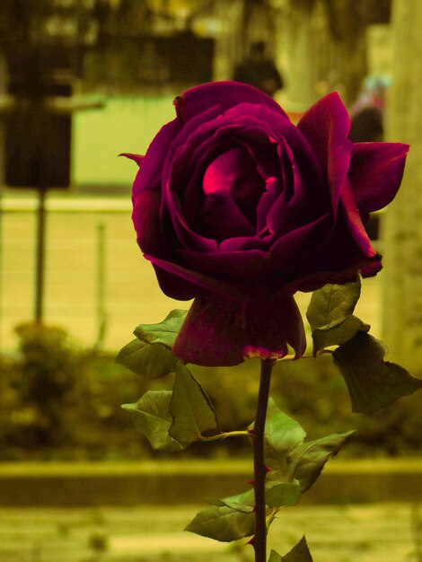 Close-up of rose blooming outdoors