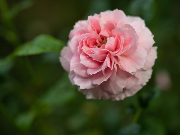 Foto close-up di una rosa in fiore all'aperto