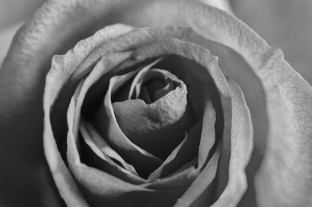 Photo close-up of rose blooming outdoors