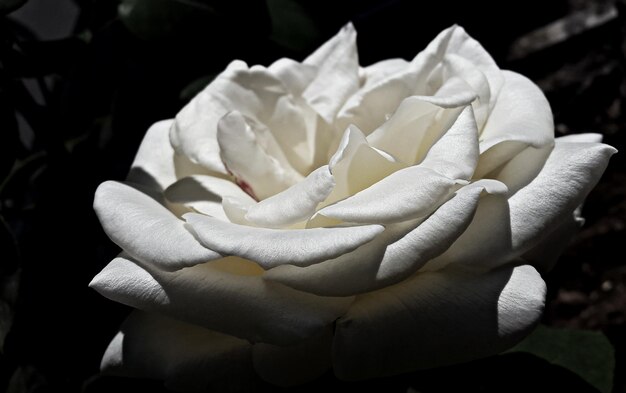 Photo close-up of rose blooming