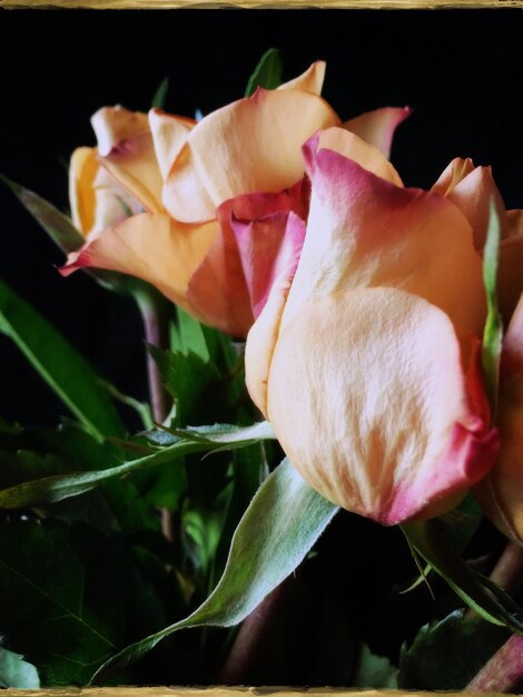 Photo close-up of rose blooming