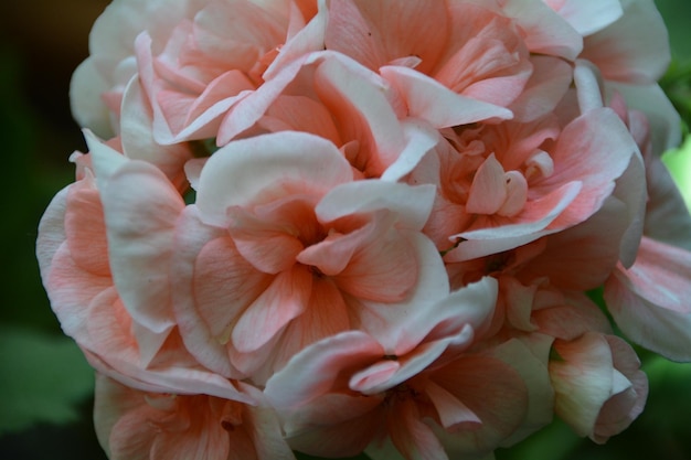 Close-up of rose blooming