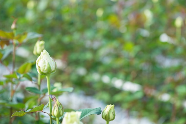 Primo piano di una rosa su uno sfondo floreale sfocato in una serra